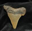 Small Megalodon Shark Tooth #557-1